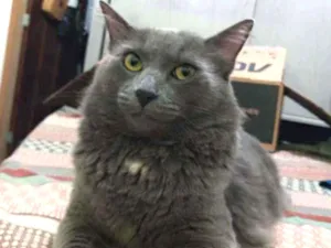 Gato raça pelo médio brasileiro idade 3 anos nome Merlin