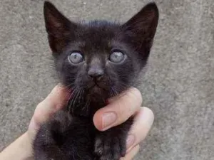 Gato raça SRD  idade Abaixo de 2 meses nome Chris 