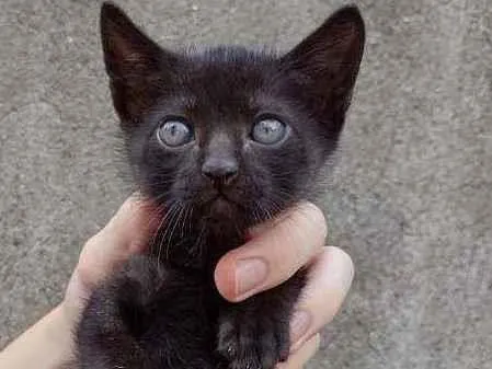 Gato raça SRD  idade Abaixo de 2 meses nome Chris 