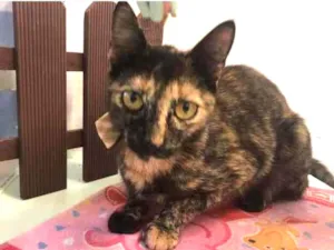 Gato raça Srd idade 7 a 11 meses nome Mel