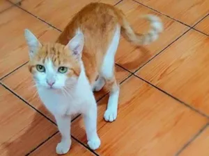 Gato raça srd idade 1 ano nome Pepper