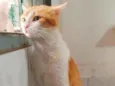 Pepper