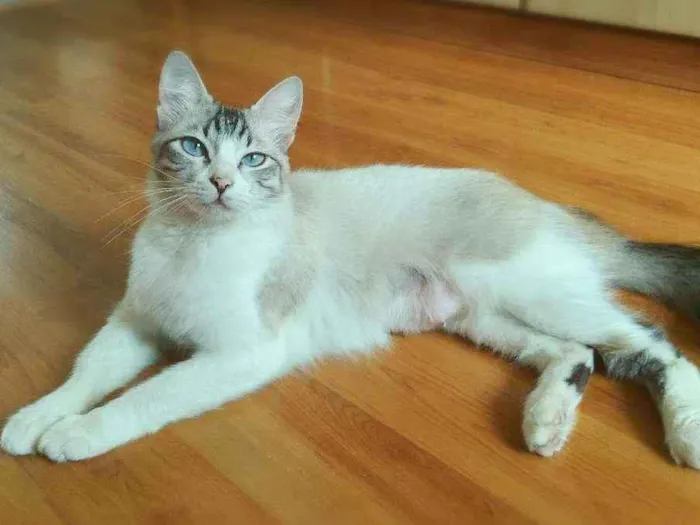 Gato ra a srd idade 1 ano nome Angelita