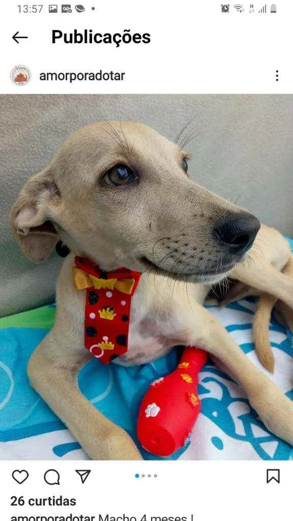 Cachorro raça Srd idade 2 a 6 meses nome Teddy galeguinho