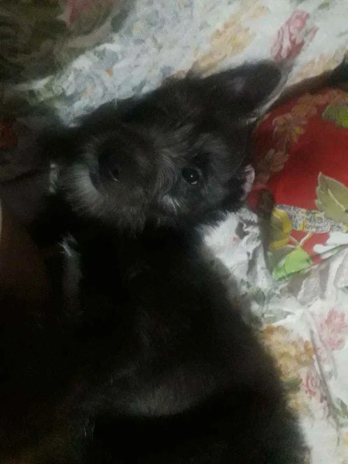 Cachorro ra a SRD idade 2 a 6 meses nome Simon