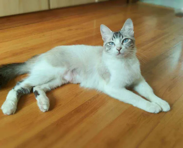 Gato ra a Srd idade 1 ano nome Angelita