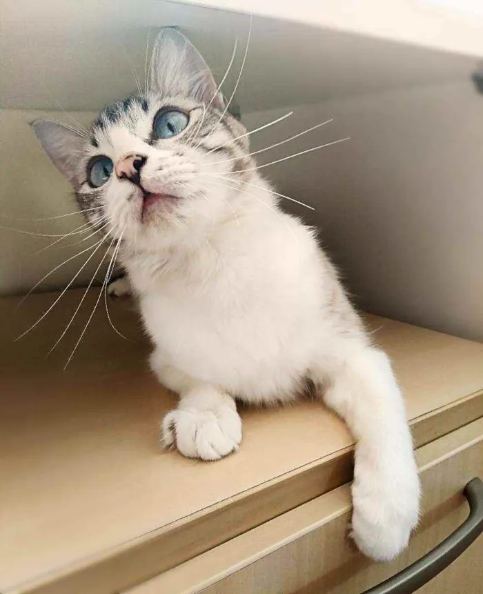 Gato ra a Srd idade 1 ano nome Angelita