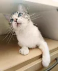 Angelita