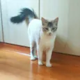 Angelita