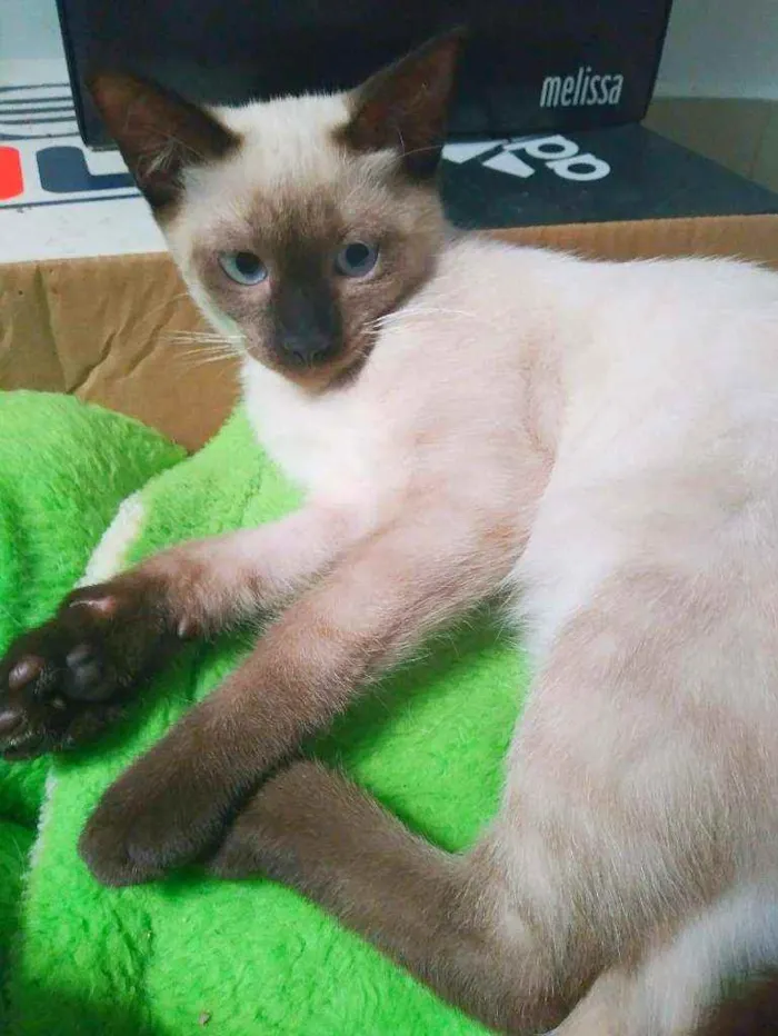 Gato ra a Srd idade 2 a 6 meses nome Kaká 
