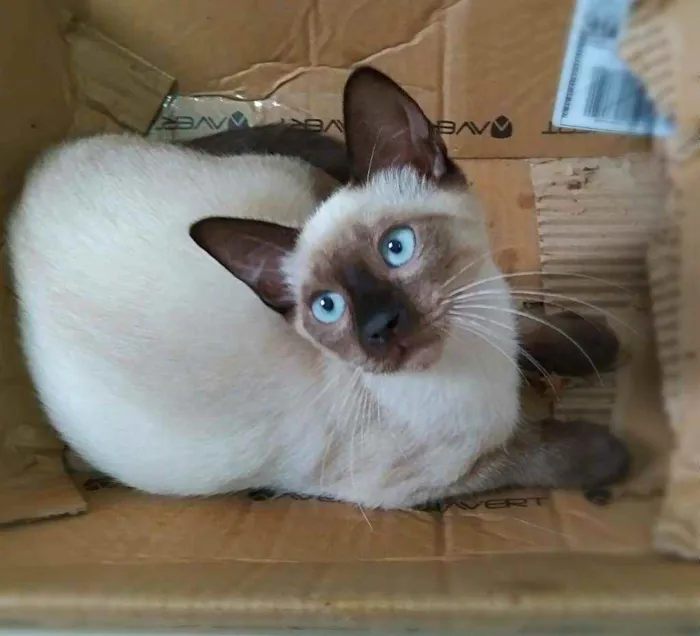 Gato ra a Srd idade 2 a 6 meses nome Kaká 