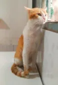 Pepper