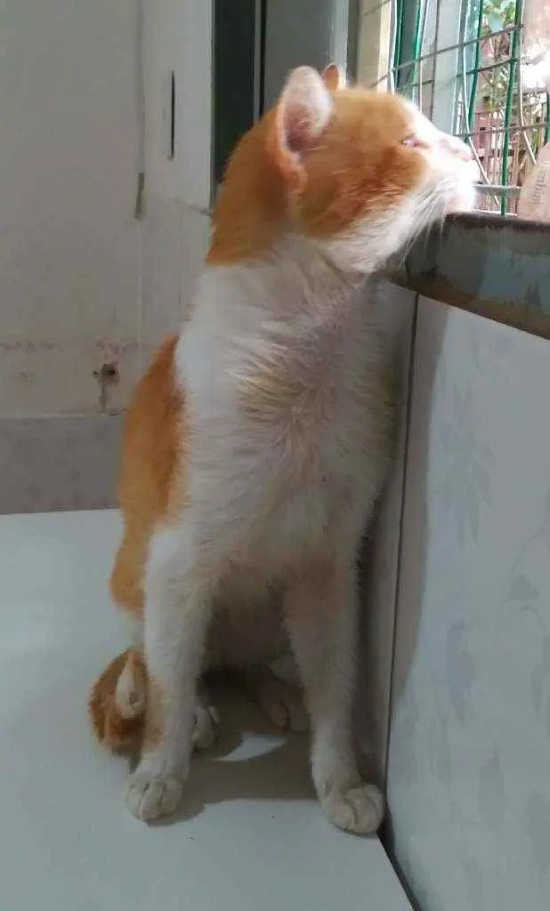 Gato ra a Srd  idade 1 ano nome Pepper