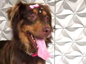 Cachorro raça Srd idade 1 ano nome Lady 