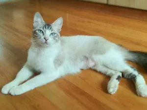 Gato raça Srd idade 1 ano nome Angelita