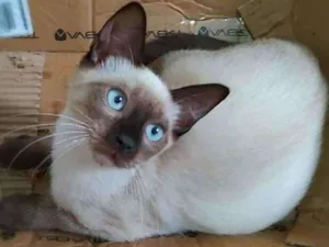 Gato raça Srd idade 2 a 6 meses nome Kaká 