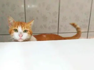 Gato raça Srd  idade 1 ano nome Pepper