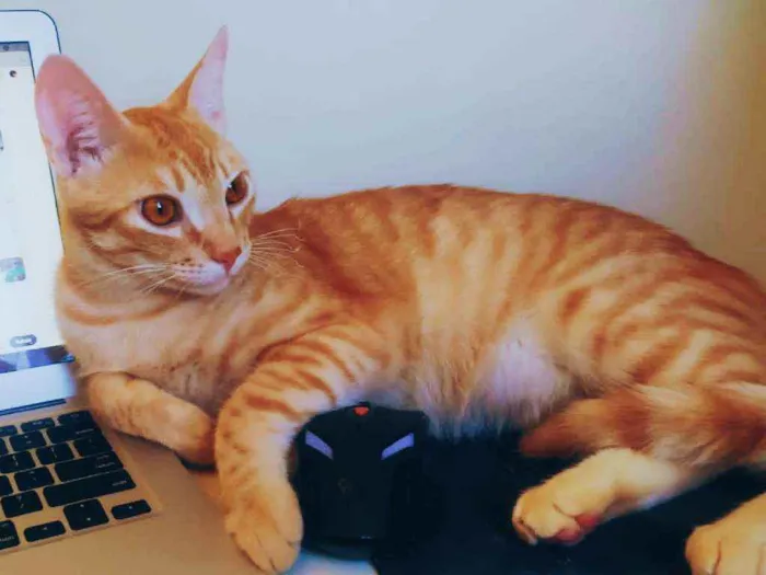 Gato raça SDR idade 7 a 11 meses nome Leon