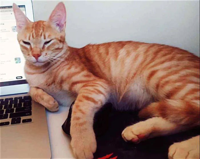 Gato raça SDR idade 7 a 11 meses nome Leon