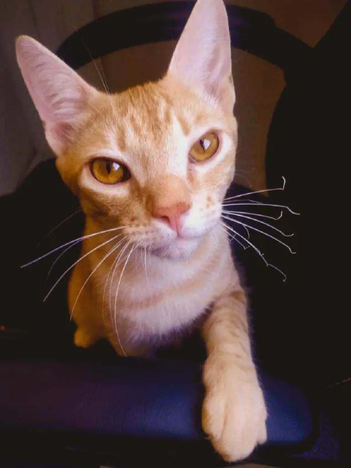 Gato raça SDR idade 7 a 11 meses nome Leon
