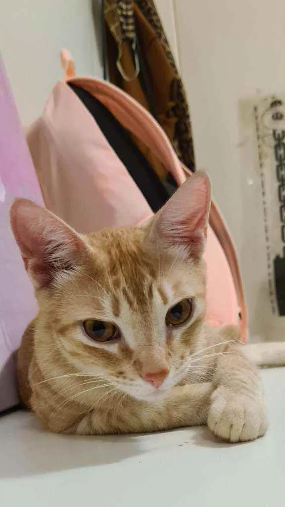 Gato raça SDR idade 7 a 11 meses nome Leon