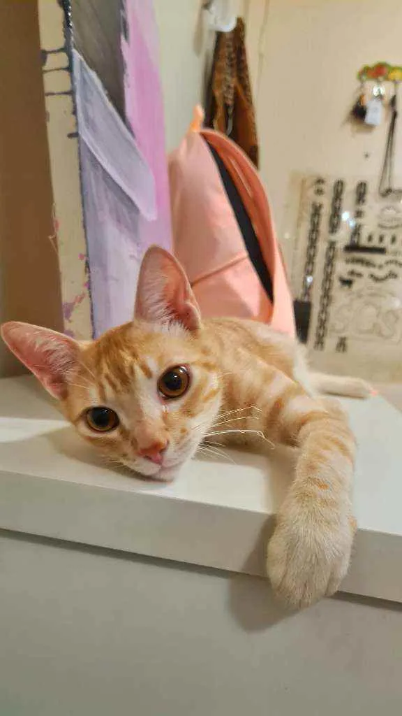 Gato raça SDR idade 7 a 11 meses nome Leon