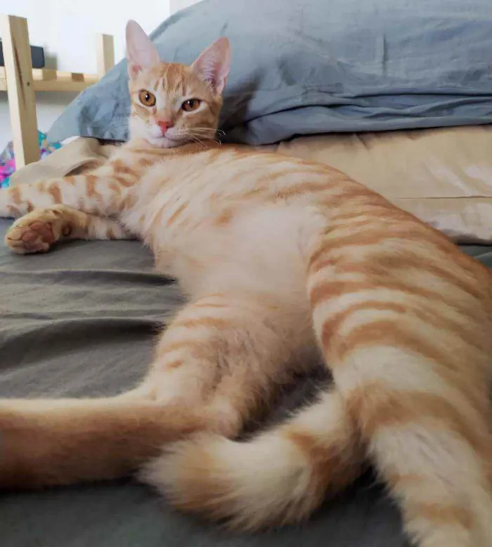 Gato raça SDR idade 7 a 11 meses nome Leon