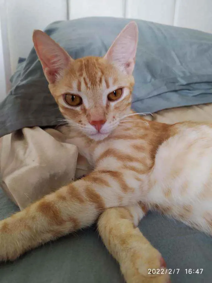 Gato raça SDR idade 7 a 11 meses nome Leon
