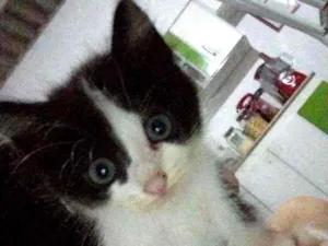 Gato raça Rnd idade 2 a 6 meses nome Sem nomes