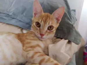 Gato raça SDR idade 7 a 11 meses nome Leon