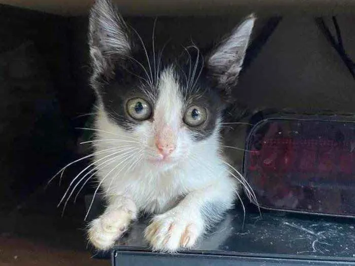 Gato raça Srd idade 2 a 6 meses nome Katita