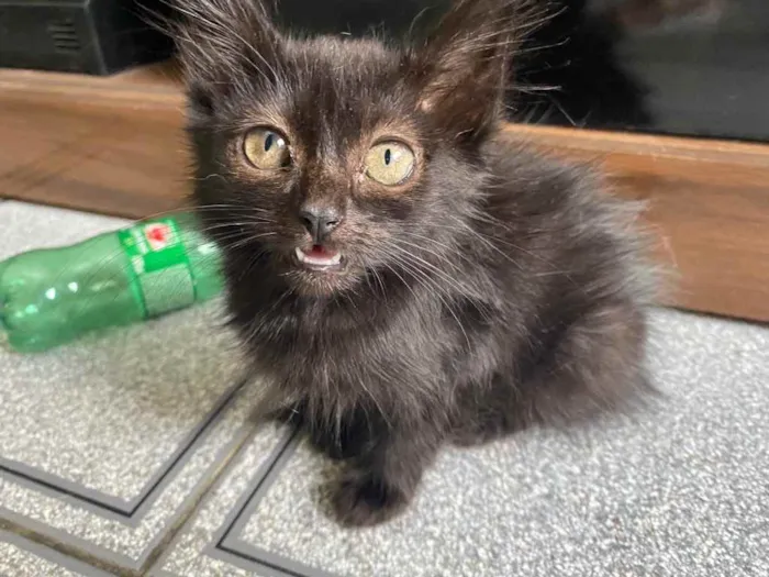 Gato raça Srd idade Abaixo de 2 meses nome Sem no e