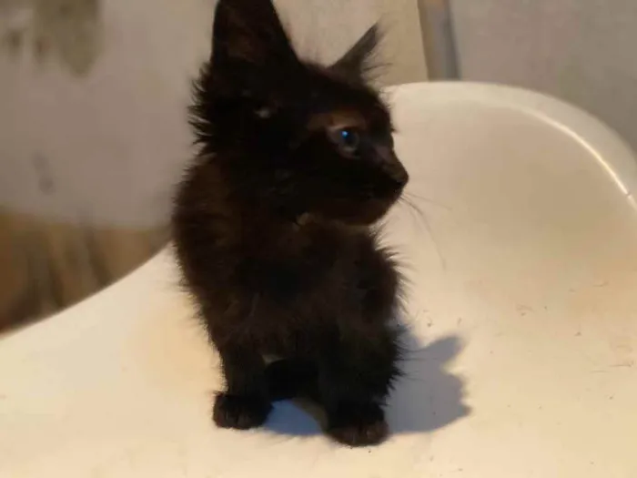 Gato raça Srd idade Abaixo de 2 meses nome Sem no e