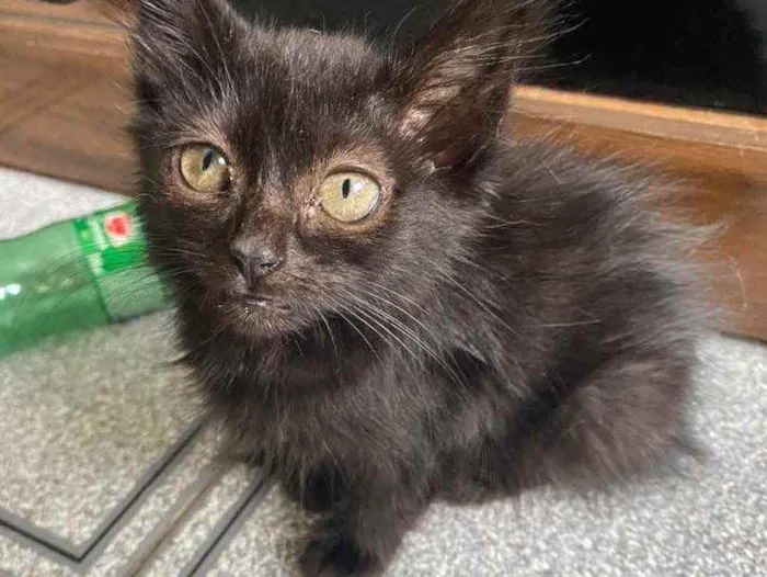 Gato raça Srd idade Abaixo de 2 meses nome Sem no e