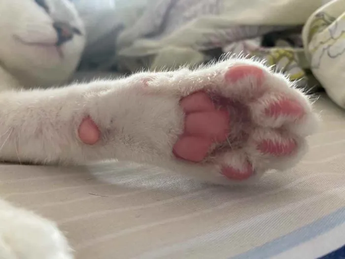 Gato raça Srd idade 7 a 11 meses nome Branquinho