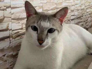 Gato raça Srd idade 7 a 11 meses nome Branquinho