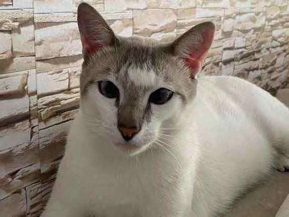 Gato raça Srd idade 7 a 11 meses nome Branquinho