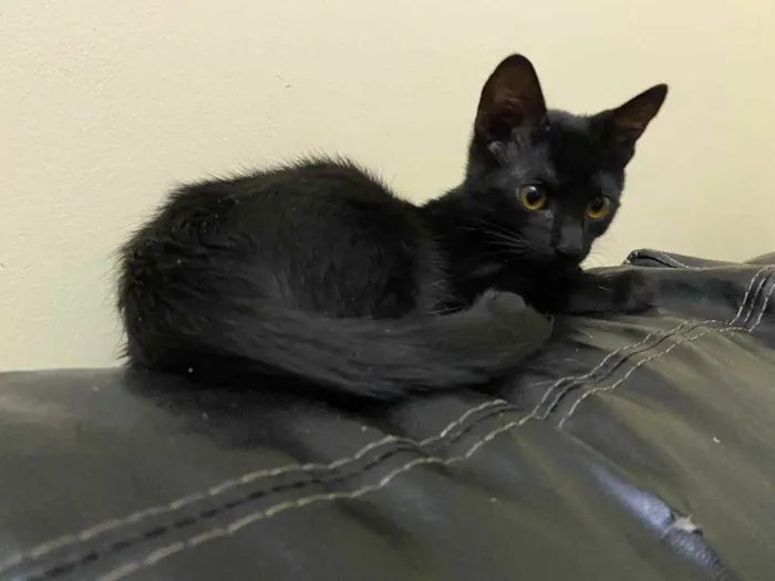 Gato raça Srd idade 2 a 6 meses nome Sem nome 