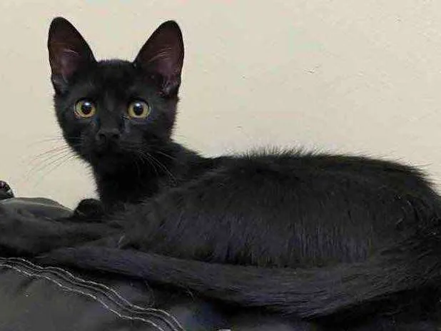 Gato raça Srd idade 2 a 6 meses nome Sem nome 