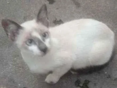Gato raça Gatos idade 2 a 6 meses nome Gatos