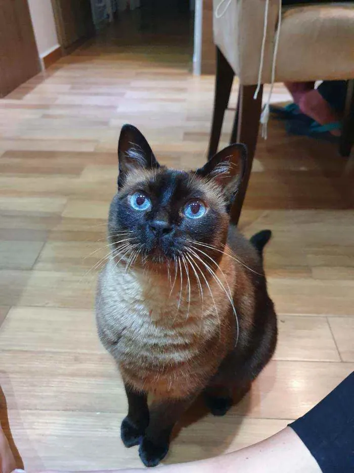 Gato ra a Sem raça definida idade 6 ou mais anos nome Joey
