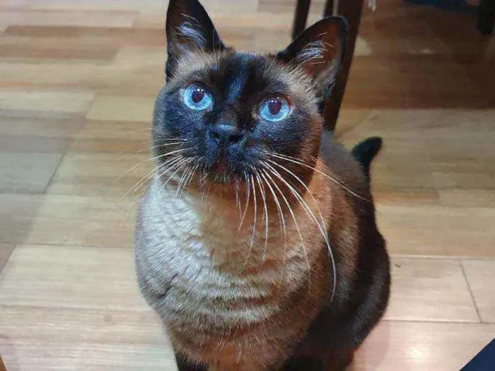 Gato ra a Sem raça definida idade 6 ou mais anos nome Joey