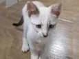 Miguel