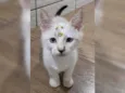 Mimi