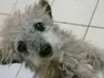 Belinha