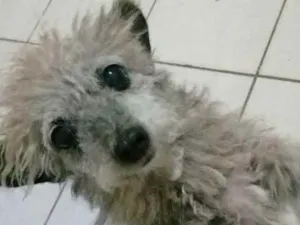 Cachorro raça Poodle  idade 6 ou mais anos nome Belinha