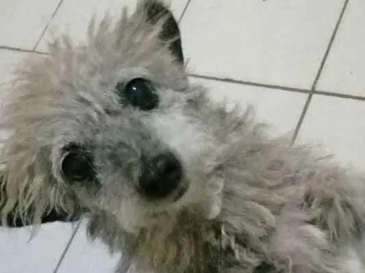 Cachorro ra a Poodle  idade 6 ou mais anos nome Belinha