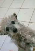 Belinha