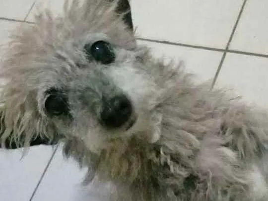 Cachorro ra a Poodle  idade 6 ou mais anos nome Belinha