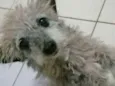 Belinha